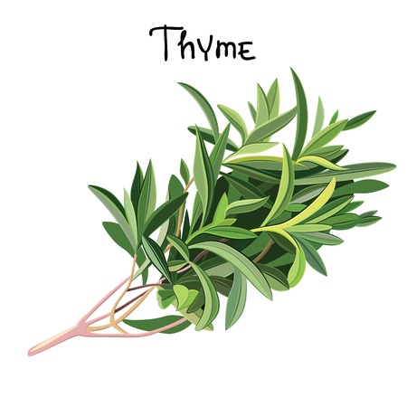 Flowering fresh thyme.  Fresh Thyme. Vector illustrationのイラスト素材