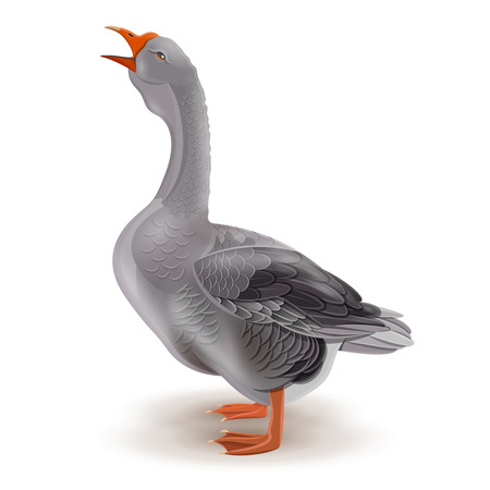 Goose, farm animals vector illustration. Grey domestic gooseのイラスト素材