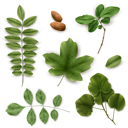 Realistic leaves on a white background. Set of green leaves. Vector illustrationのイラスト素材