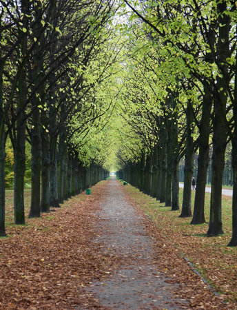 Avenue of treesの写真素材