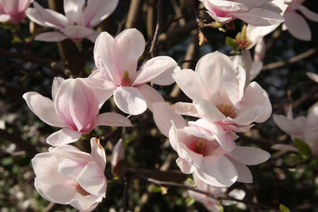 Beautiful Magnoliaの写真素材