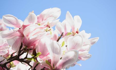 Magnolia Smilingの写真素材