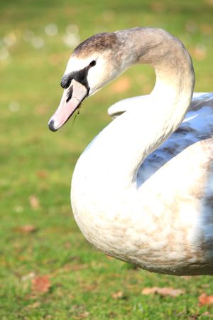 An ugly duckling?の写真素材