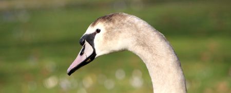 Swan portraitの写真素材