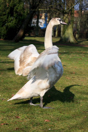 wings of joyの写真素材