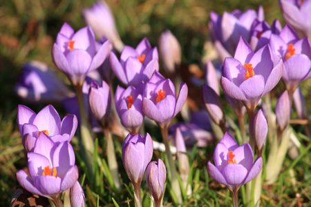 Spring timeの写真素材