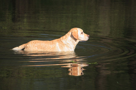 setting sailの写真素材