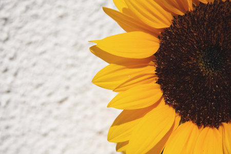 Sunny girlの写真素材