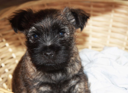 Stock Picture of Cairn -Baby face Pup の写真素材