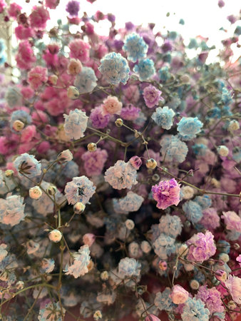 Beautiful flowers - gypsophila. A close up of a flower