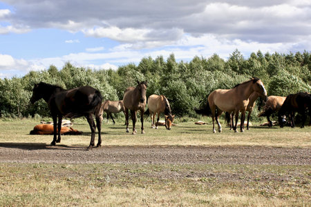 A herd of horses grazes on a green field in a forest in the middle of the mountains. A group of brown and white horse grazing on a lush green fieldの写真素材