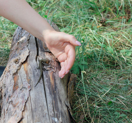 A little lizard crawling through a tree right into a mans hand.