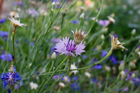 A purple beautiful wildflower on a plant Cornflowers