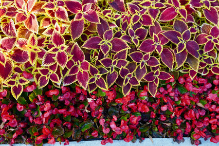 Colorful flower background. A carpet of colorful flowers. Top view. floral background of marigolds...