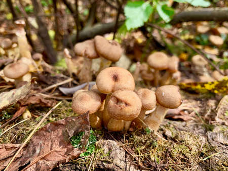 Family oyat mushrooms on stump in autumn forestの写真素材