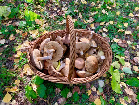 Podberezoviki white mushrooms in a wicker basket in the autumn forestの写真素材