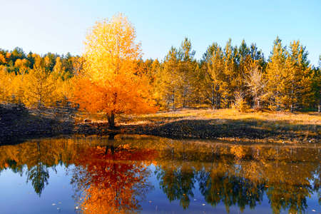 Autumnal Park. Autumn Trees and Leaves. Fall. Golden green orange leaves. Golden birch is reflected in the blue forest lakeの写真素材