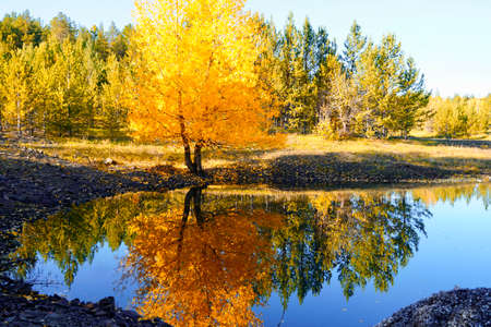 Autumnal Park. Autumn Trees and Leaves. Fall. Golden green orange leaves. Golden birch is reflected in the blue forest lakeの写真素材