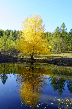 Autumnal Park. Autumn Trees and Leaves. Fall. Golden green orange leaves. Golden birch is reflected in the blue forest lakeの写真素材