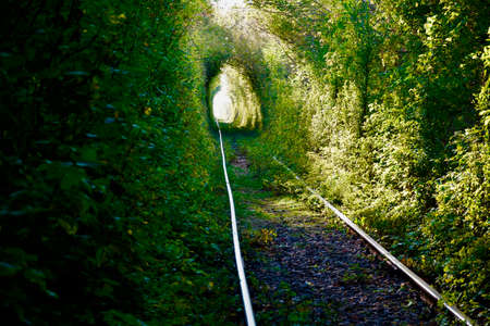 The Arch of Love in South Ural, Russia. Autumn yellow and green tunnel of trees in the forest . Tunnel of love. Rails go off, Majestic colours of golden Autumnの写真素材