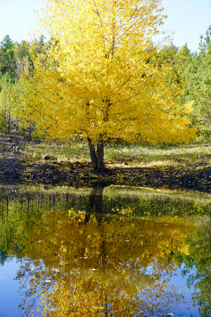 Autumnal Park. Autumn Trees and Leaves. Fall. Golden green orange leaves. Golden birch is reflected in the blue forest lakeの写真素材