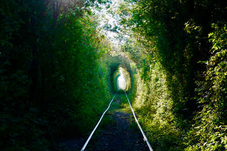 The Arch of Love in South Ural, Russia. Autumn yellow and green tunnel of trees in the forest . Tunnel of love. Rails go off, Majestic colours of golden Autumnの写真素材