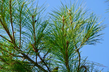 Close up view of a bright green fir tree against the blue sky. Coniferous Needles Bush. Cedar branches against the sky on a sunny day. Changing of seasons concept. Wallpaper. Backgroundの写真素材