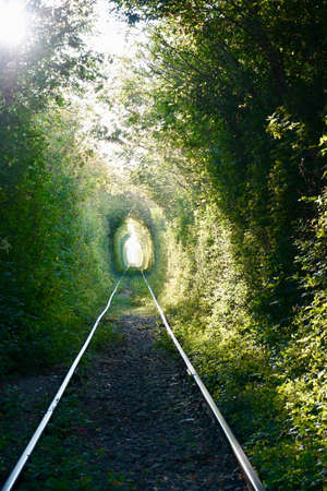 Secret green tunnel on the railway The Arch of Loveの写真素材