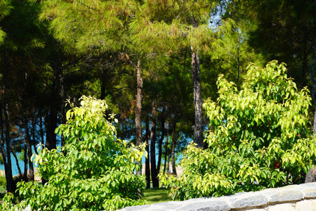 Natural background of green trees. Beautiful pattern in neutral colors. Minimalistic, stylish, trendy concept. Juicy fresh grass.の写真素材