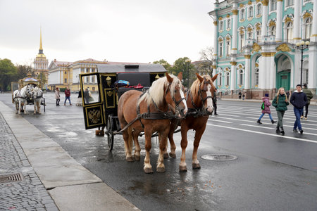 St. Petersburg, Russia - November 2020 Traditional equestrian carriage on Palace Square for the entertainment of tourists in St. Petersburg. Historical era. White ponies are harnessed in a carriage. Selective Focusのeditorial素材