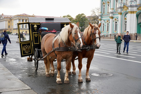 St. Petersburg, Russia - November 2020 Traditional equestrian carriage on Palace Square for the entertainment of tourists in St. Petersburg. Historical era. White ponies are harnessed in a carriage. Selective Focusのeditorial素材