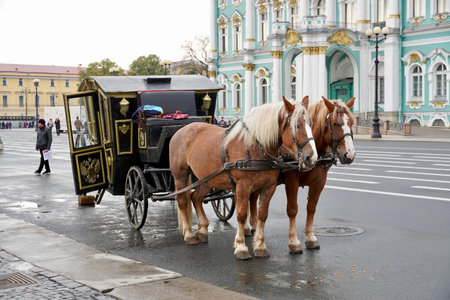 St. Petersburg, Russia - November 2020 Traditional equestrian carriage on Palace Square for the entertainment of tourists in St. Petersburg. Historical era. White ponies are harnessed in a carriage. Selective Focusのeditorial素材