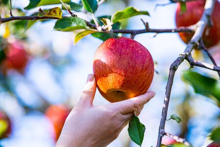 Ripe apples in orchardの写真素材