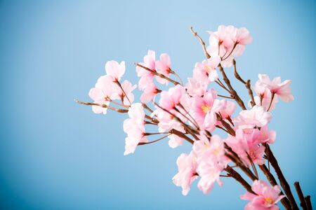 Artificial cherry blossom flower on blue background. Spring season image.の写真素材