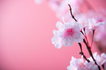 Artificial cherry blossom flower on pink background. Spring season image.の写真素材