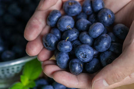 Handful of fresh ripe blueberries.の写真素材