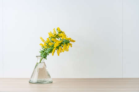 Bouquet of yellow mimosa flowers in a vase.の写真素材