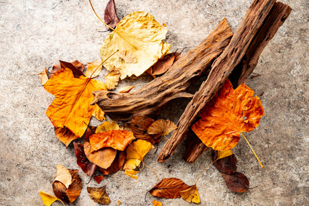 Autumn leaf with driftwood.
Nature and autumn image.