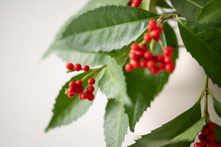Nandina and Senryo. A lucky plant that is decorated for New Year's in Asia.の写真素材