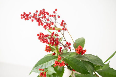 Nandina and Senryo. A lucky plant that is decorated for New Year's in Asia.の写真素材