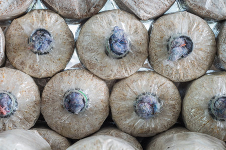 Infected mushroom bag