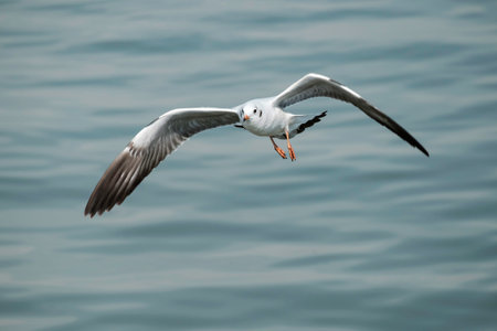 Single seagull in flightの写真素材