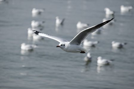 Seagull in flightの写真素材