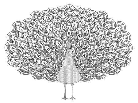 hand drawn peacock coloring page in exquisite styleのイラスト素材
