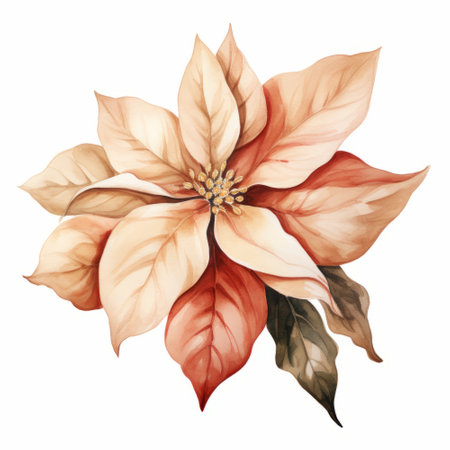 Watercolor poinsettia flower. Hand drawn vector illustration.の素材