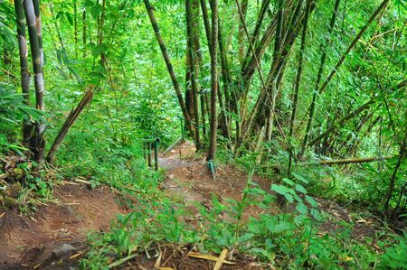 Downhill path With green trees growing on both sides, Phu Soi Dao national park, Thailandの写真素材