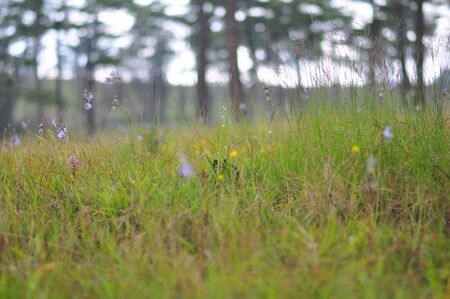 The grass is blooming and there is a blurred pine background, Phu Soi Dao National Park, Thailand.の写真素材