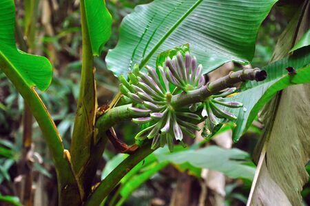 Wild banana trees are being produced in Phu Soi Dao National Park, Thailand.の写真素材