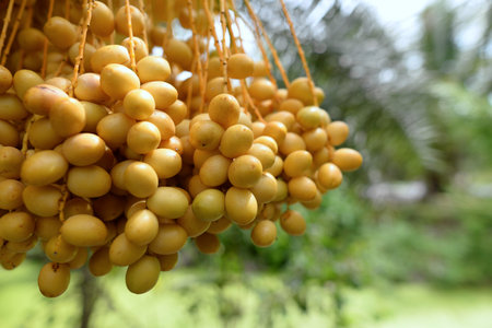 Date palm yellow fruit On a blurred background