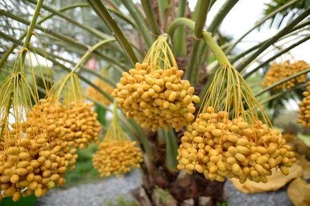 Date palm yellow fruit On a blurred backgroundの写真素材